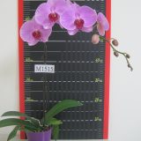 Phal. 3H Farm "AAM2641D" - Image 2