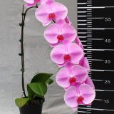 Phal. Unimax Blush "Venus CL243" - Image 2