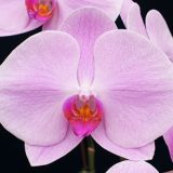 Phal. Unimax Blush "Venus CL243"