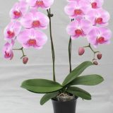Phal. Unimax Angel Love "CL857" - Image 2