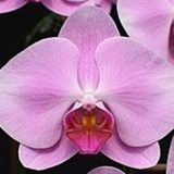 Phal. Unimax Angel Love "CL857"