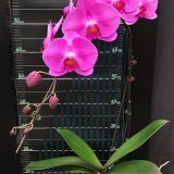 Dtps. (Fureshing Sweet Angle X Chiang Xen Sweet Valentine) - Image 2
