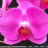 Dtps. (Fureshing Sweet Angle X Chiang Xen Sweet Valentine)