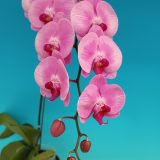 Phal. Star Mermaid's Tail - Image 2