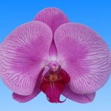 Phal. Star Mermaid's Tail
