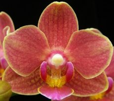 Phal. Younghome Winnie "366"