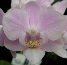 Phal. Younghome Pico