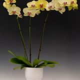 Phal. I-Hsin Asian Beauty - Image 2