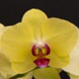 Phal. I-Hsin Asian Beauty