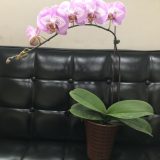 Phal. SinBin "189" - Image 2
