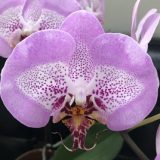 Phal. SinBin "189"