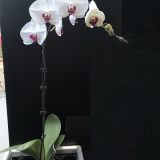 Dtps. Lianher Squid - Image 2