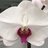 Dtps. Lianher Squid