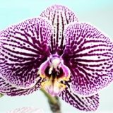 Phal. GC Reyoung "HS83L076"
