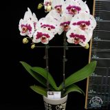Phal. Younghome Coral "285" - Image 2