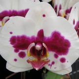 Phal. Younghome Coral "285"