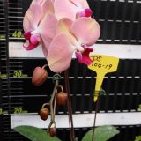 Phal. (Taida Sweetie Queen X Luchia Beauty)