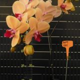 Phal. Taida Orange Queen X Phal. Jiuhbao Green Apple - Image 2