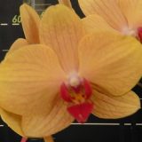 Phal. Taida Orange Queen X Phal. Jiuhbao Green Apple