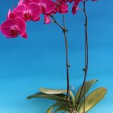 Phal. MS Red Pearl - Image 2