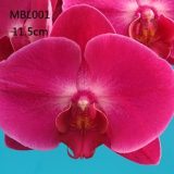 Phal. MS Red Pearl