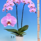 Phal. I-Hsin Red Ring - Image 2