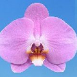 Phal. I-Hsin Red Ring
