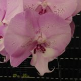Phal. Da Shyang "1529"