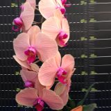 Phal. (Taida Orange Queen X Fusheng Golden Age)