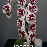 Dtps. Jiuhbao Pearl Necklace "2533" - Image 2