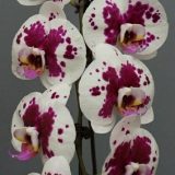 Dtps. Jiuhbao Pearl Necklace "2533"