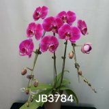 Dtps. Jiuhbao Man Shan Hong-1 - Image 2