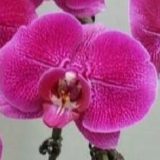 Dtps. Jiuhbao Man Shan Hong-1