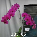 Dtps. Jiuhbao Flora - Image 2
