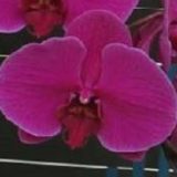 Dtps. Jiuhbao Flora