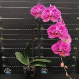 Dtps. (OX Prince X Shiuhdong Lucky Girl) - Image 2