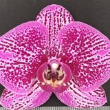 Dtps. (OX Prince X Shiuhdong Lucky Girl)