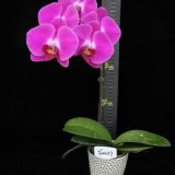 Phal. Younghome "337" - Image 3
