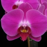 Phal. Younghome "337"