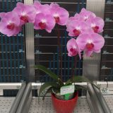 Phal. Younghome "112" - Image 3
