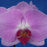 Phal. Younghome "112"