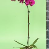 Phal. Younghome "FC100582" - Image 2