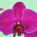 Phal. Younghome "FC100582"