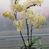 Phal. Fuller's "31090" - Image 2
