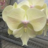 Phal. Fuller's "31090"