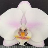Dtps. Taisuco Wonder X Dtps. OX Honey