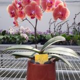 Phal. Da Shyang "1502" - Image 2
