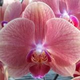 Phal. Da Shyang "1502"