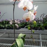 Phal. Da Shyang "1509" - Image 2
