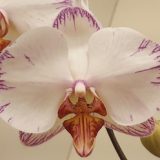 Phal. Da Shyang "1509"
